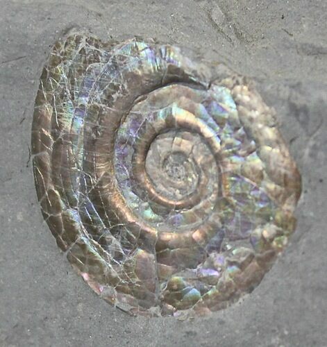 Brilliant Psiloceras Ammonite - England #25807